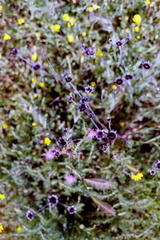 20250602_0034 - 20250602_0037_fused